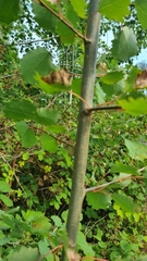 Populus tremula
