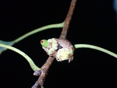 Callirhytis glandulus