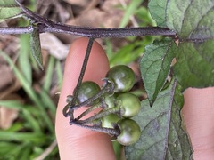 Solanum nigrum