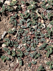Euphorbia serrula