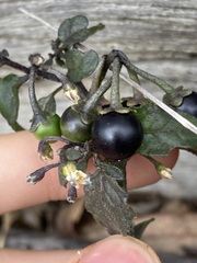 Solanum nigrum