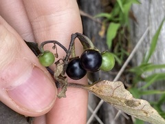 Solanum nigrum