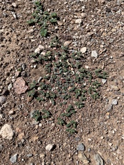 Euphorbia serrula