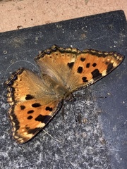 Nymphalis polychloros