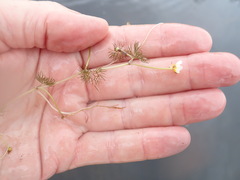 Ranunculus aquatilis