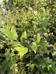 Vaccinium myrtilloides