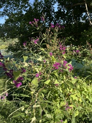 Vernonia noveboracensis