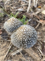 Coprinopsis picacea