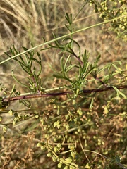 Artemisia biennis