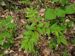 Streptopus lanceolatus