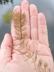Myriophyllum
