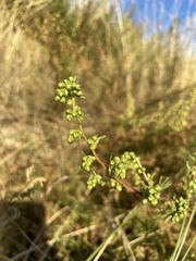 Artemisia biennis