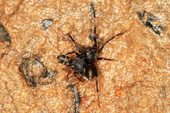 Corinnidae