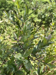 Vaccinium myrtilloides