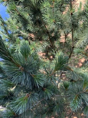 Pinus strobus