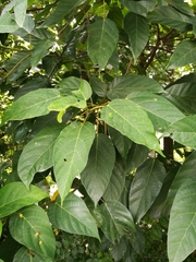 Ficus variegata