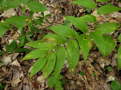 Streptopus lanceolatus