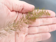 Myriophyllum