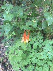 Aquilegia