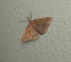 Pechipogo plumigeralis