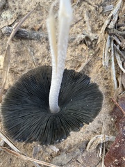 Coprinopsis picacea