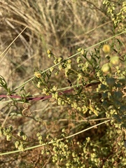 Artemisia biennis