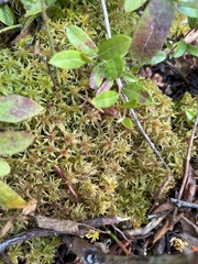 Sphagnum capillifolium
