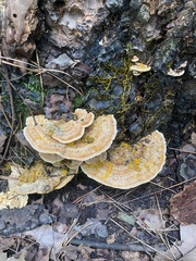 Trametes betulina