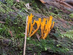 Calocera