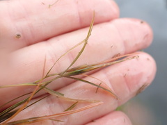 Potamogeton gramineus