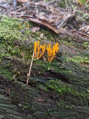Calocera