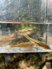 Hemitremia flammea