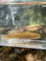 Hemitremia flammea