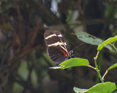 Heliconius antiochus