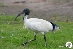 Threskiornis molucca