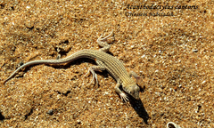 Acanthodactylus cantoris