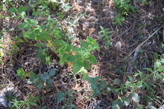 Cistus salviifolius
