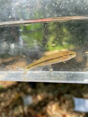 Hemitremia flammea