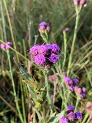 Carphephorus pseudoliatris