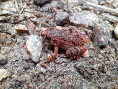 Adenomera hylaedactyla