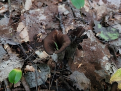 Craterellus fallax