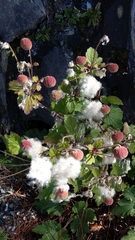 Eriocapitella vitifolia