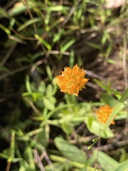 Polygala lutea