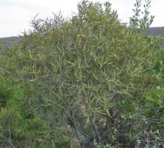 Euclea linearis