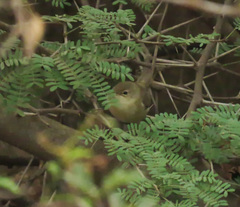 Acrocephalus scirpaceus