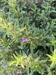 Dyschoriste linearis