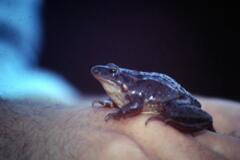 Discoglossus galganoi