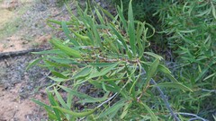Euclea linearis