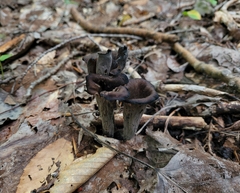 Craterellus fallax