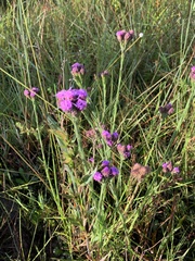 Carphephorus pseudoliatris